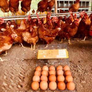 Huevos Liberté por 30 unidades